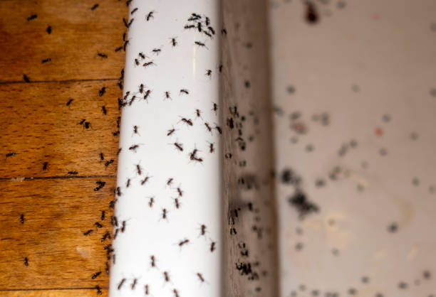 Best Residential Pest Control  in Columbia, IL
